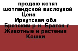 продаю котят шотландской вислоухой › Цена ­ 10 000 - Иркутская обл., Братский р-н, Братск г. Животные и растения » Кошки   